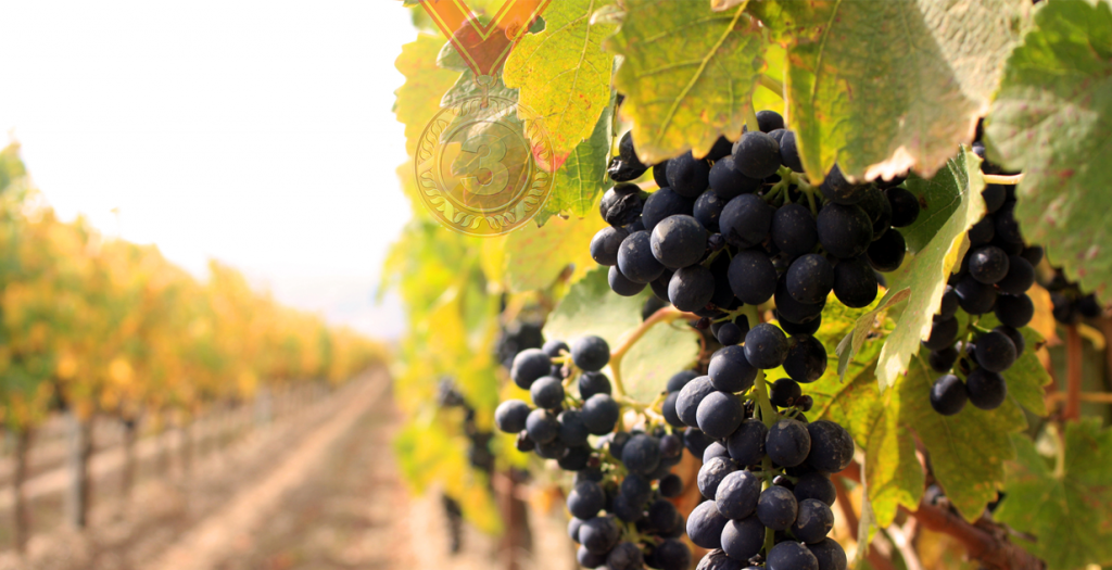 Червено грозде - бронзов медал за Мерул Резерва Каберне Совиньон 2010