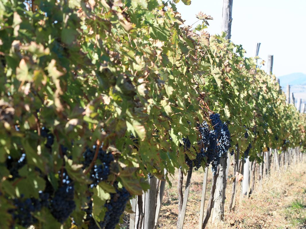 Червено грозде - ВИ "Румелия", Панагюрище