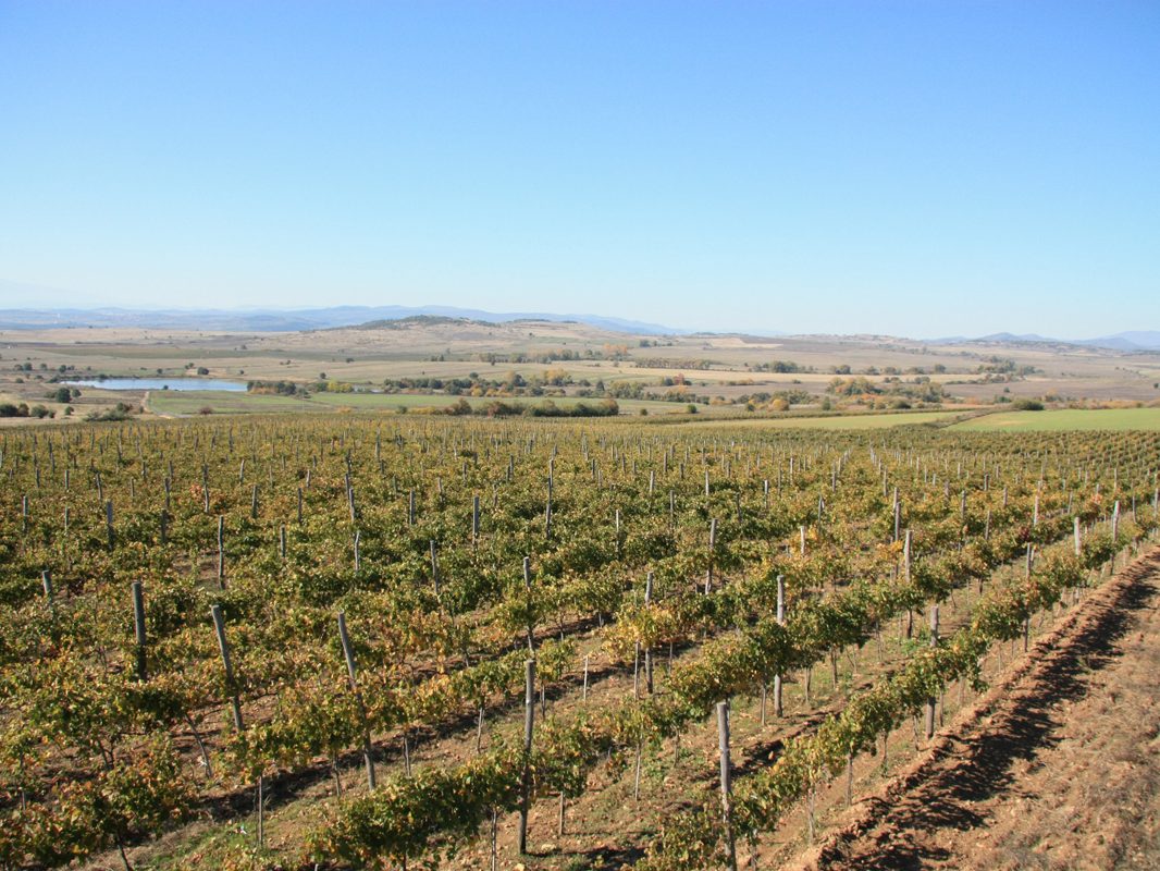 Лозята на ВИ "Румелия", Панагюрище