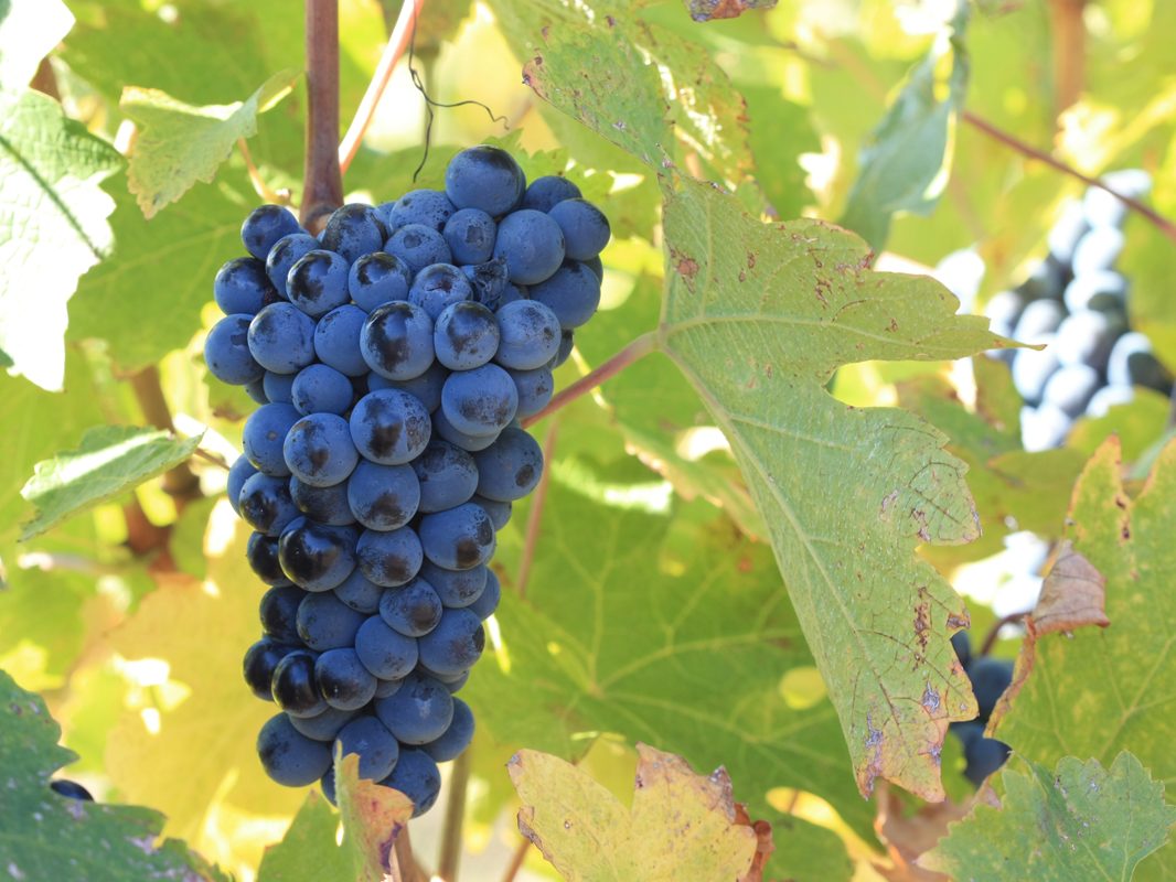 Черно грозде