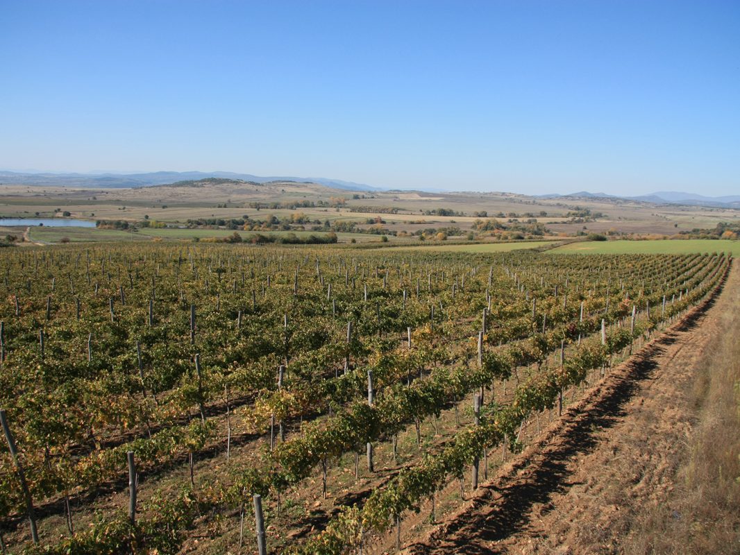 Лозята на ВИ "Румелия", Панагюрище