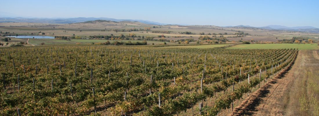 Лозята на ВИ "Румелия", Панагюрище