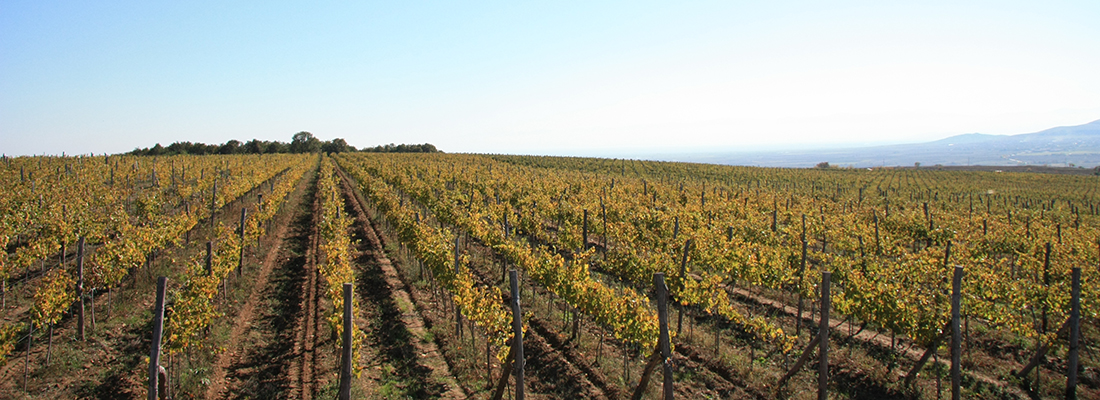 Румелия лозя