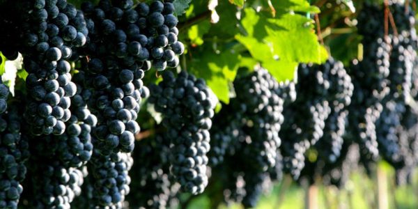 Редове червено грозде