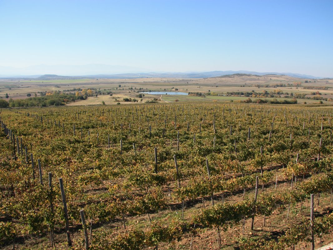 Лозови полета, Панагюрище