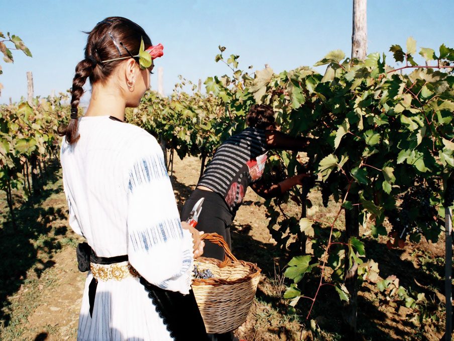 Сезонен гроздобер 2012