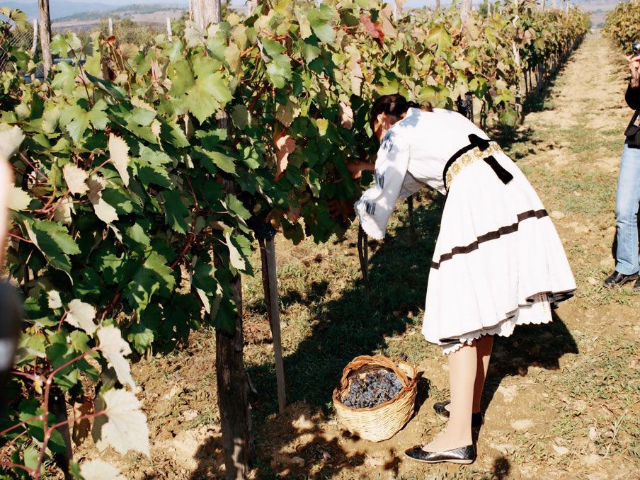 Гроздобер 2012 във винарска изба Румелия