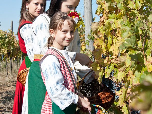 Момичета в носии берат грозде от лозята на "Румелия"