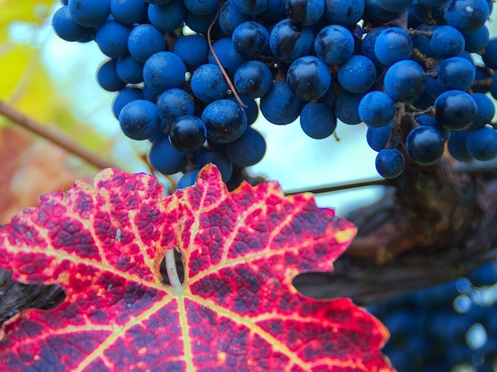 Черно грозде с червени лозови листа