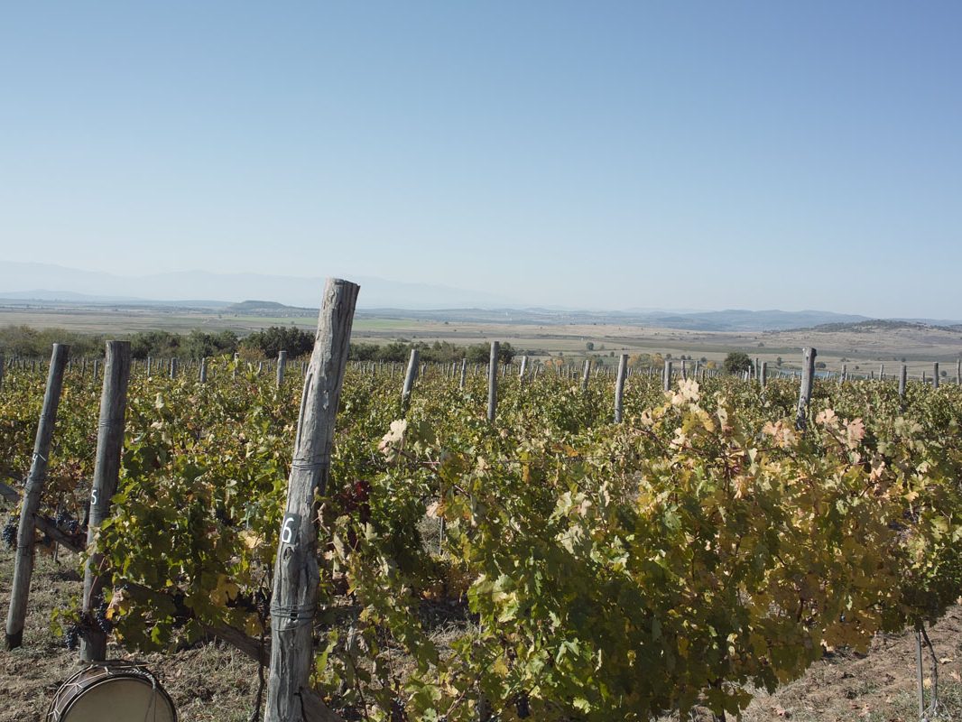 Лозята на Румелия - гроздобер 2013