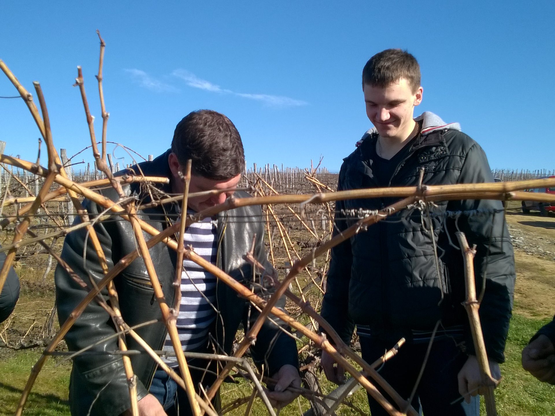 Прибиране на реколтата за Трифон Зарезан