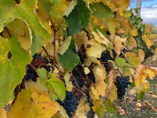 Винени лозя