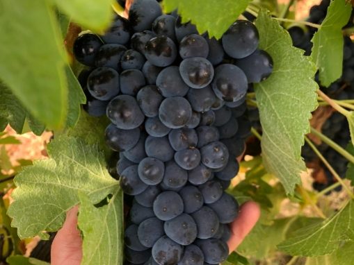 Черно грозде и лозови листа