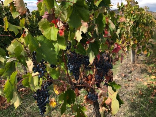 Висящо грозде в лозята на Румелия